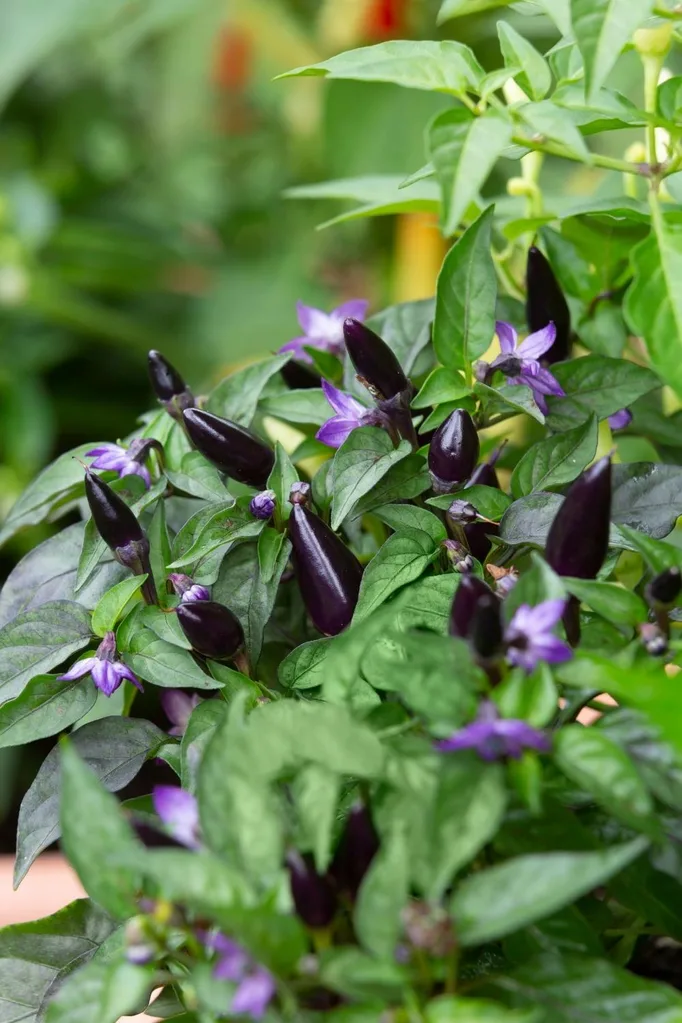 Rumba chilli