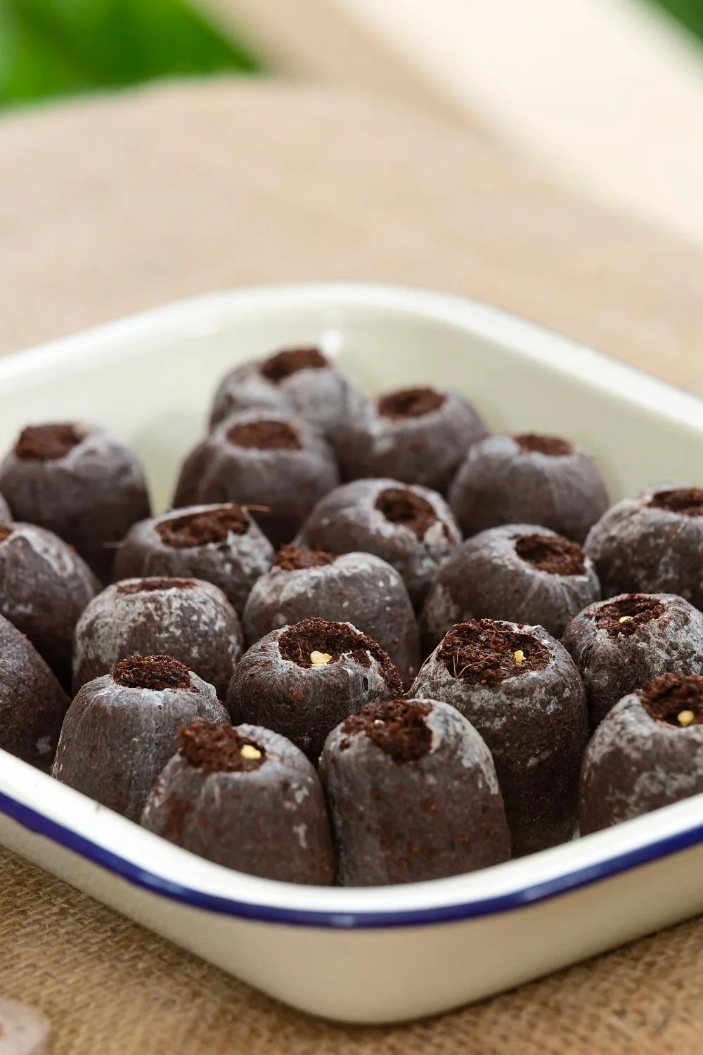 Peat pelletshelp prevent transplant shock.