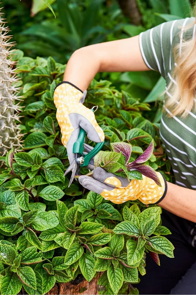 Melissa cutting a bit of the stem to propagate plectranthus.