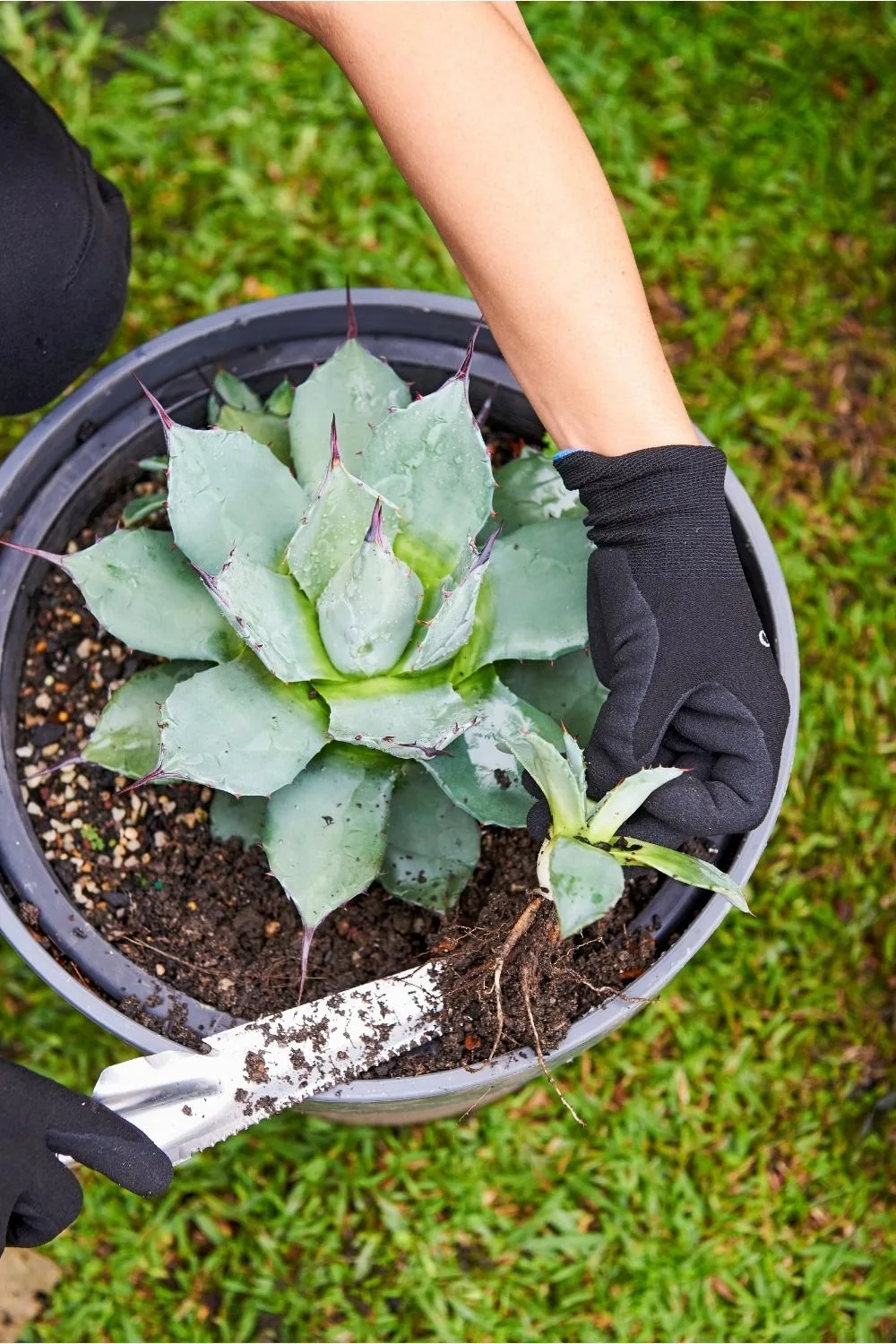 Agaves reproduce clones of themselves with their pups.