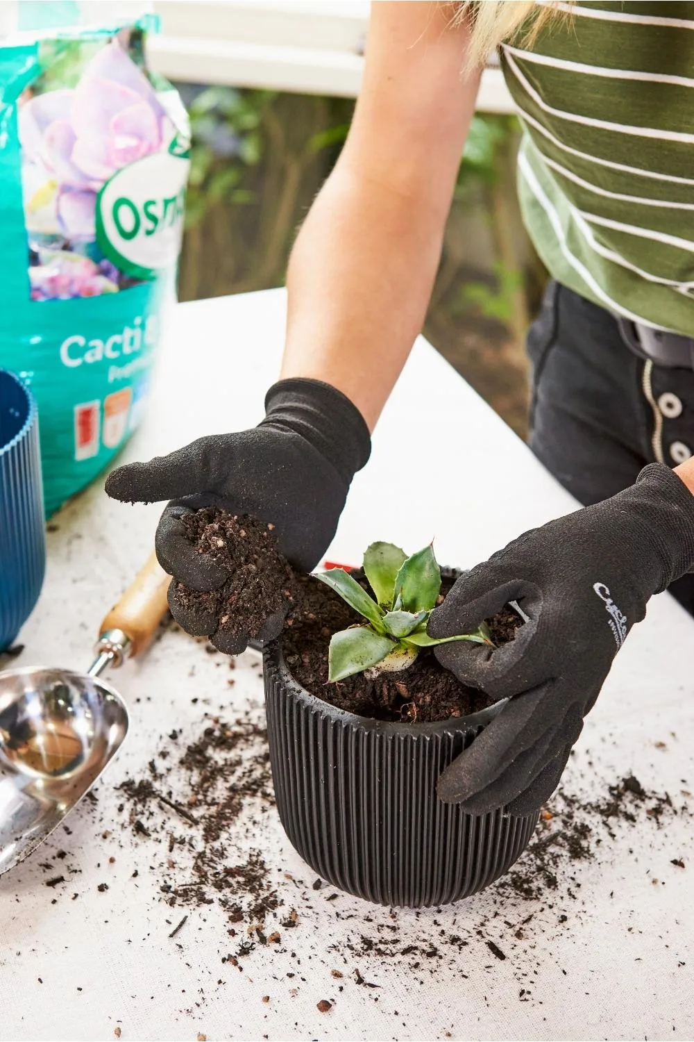 They also flower and produce seed, but repotting pups is the easiest way to get more.