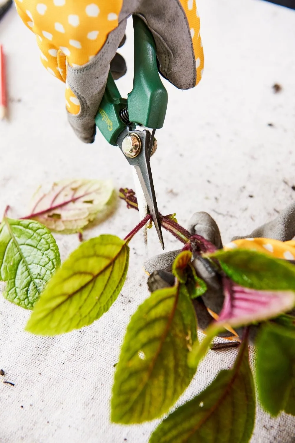 Plectranthus are easily replicated by cutting off a bit of their stem.