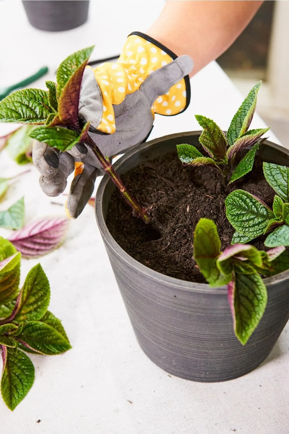 Melissa repotting Plectranthus cuttings.