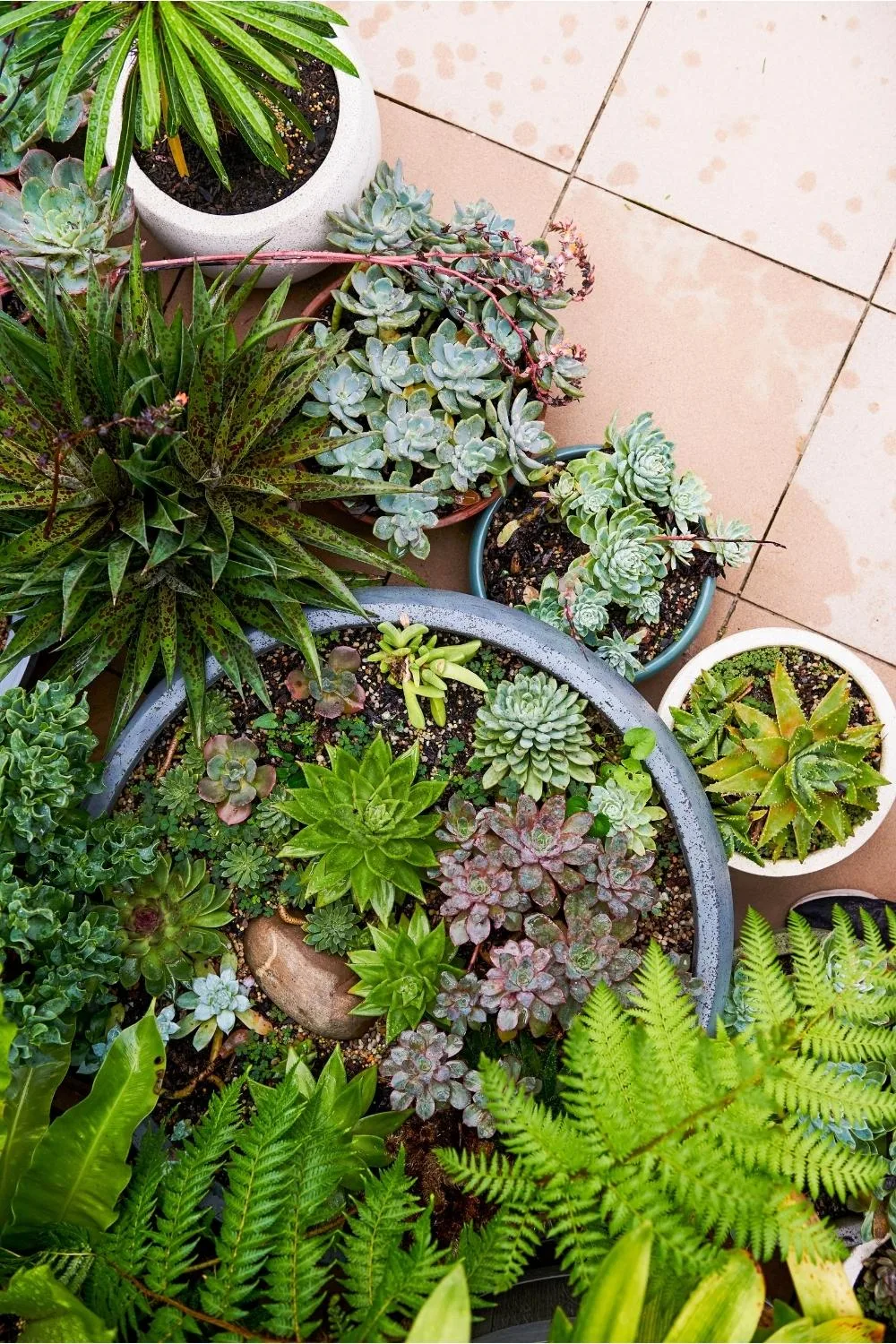 How cute are these mini garden beds,