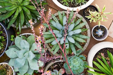 How to style pot plants in your garden