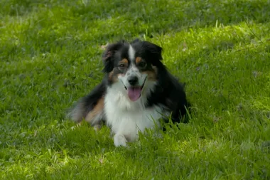 How to stop a dog spinning