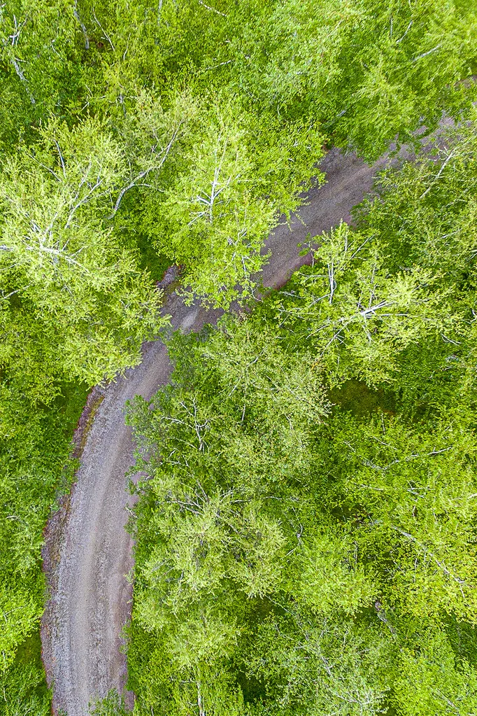 Hundreds of silver and tropical birches have been planted along the driveway, creating the feel of an airy, fairy kingdom – with the promise of magic to come.