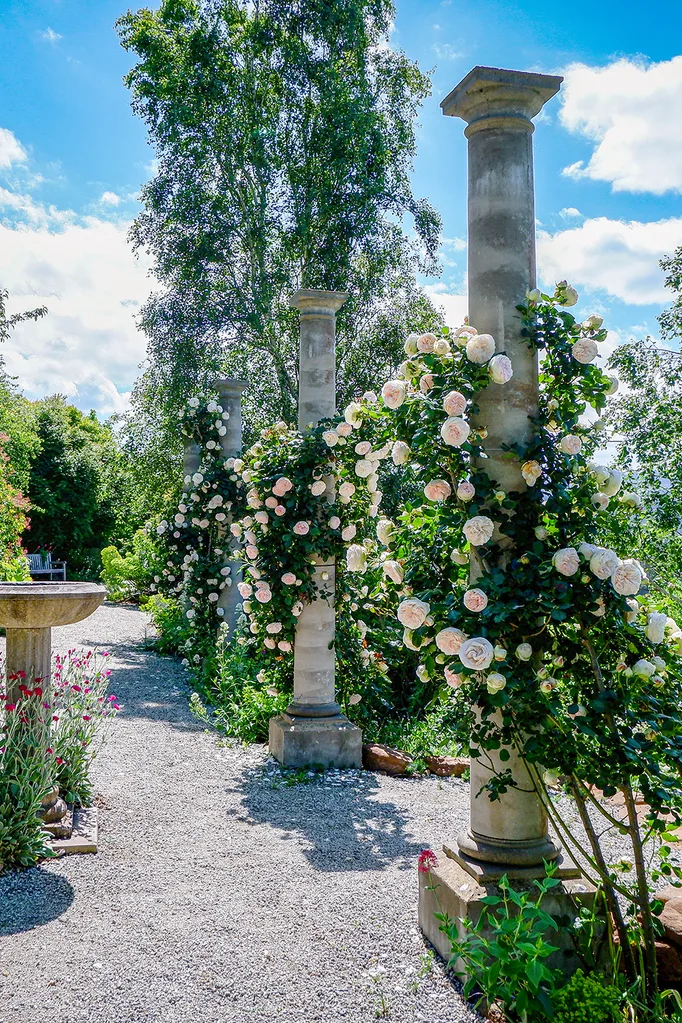To get this look, festoon your pergola with a climbing rose like ‘Blushing’ – a voluptuous, lush, pale-pink subspecies of Pierre de Ronsard.