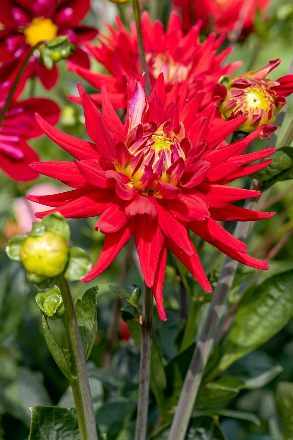 how-to-grow-dahlias