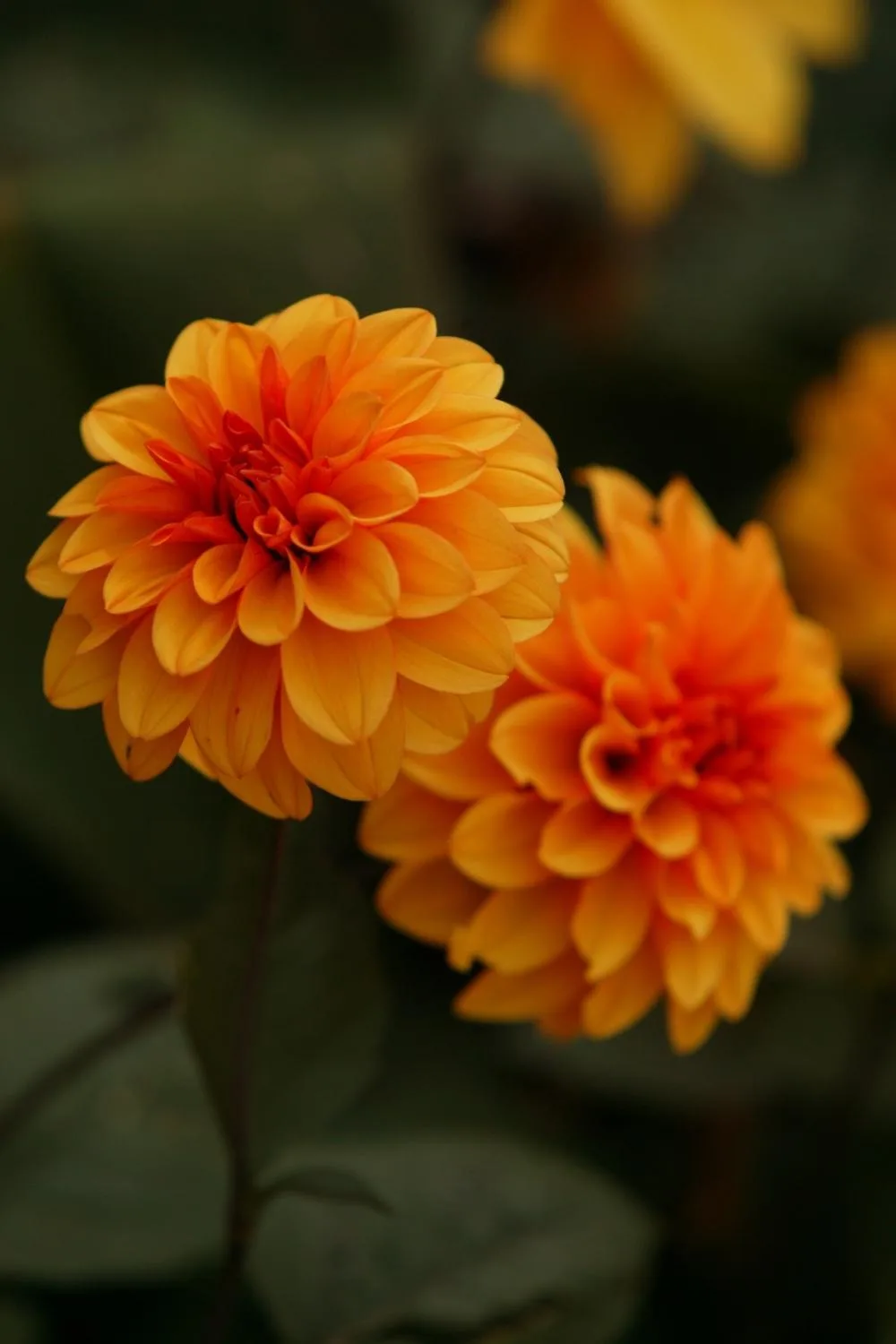how-to-grow-dahlias
