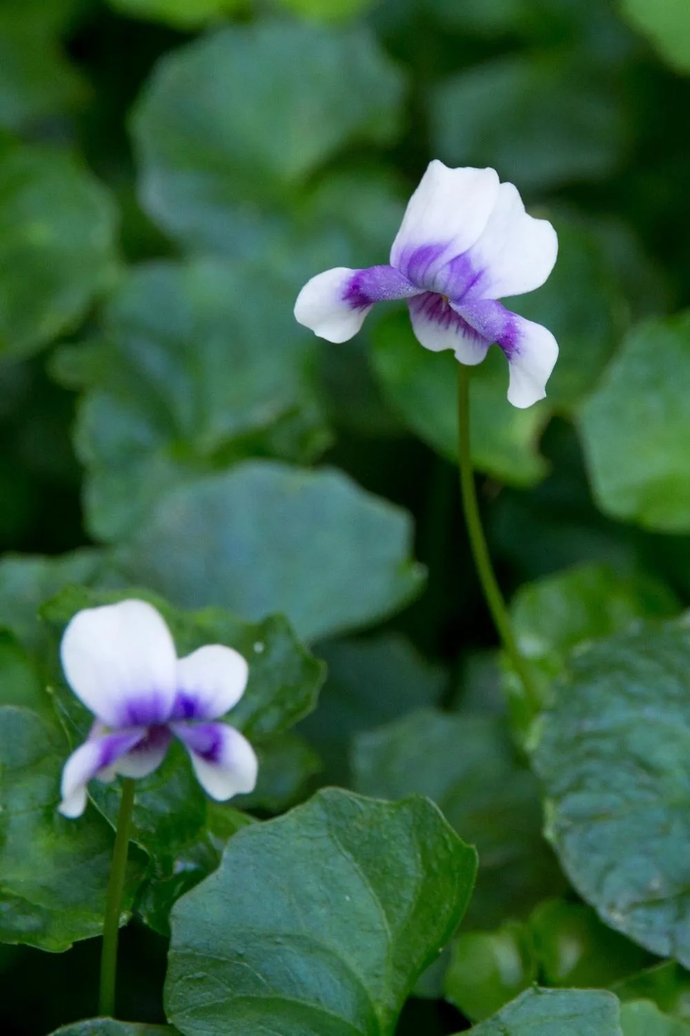 native-flowers
