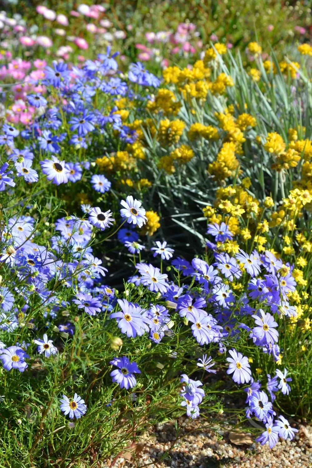 Swan River daisy