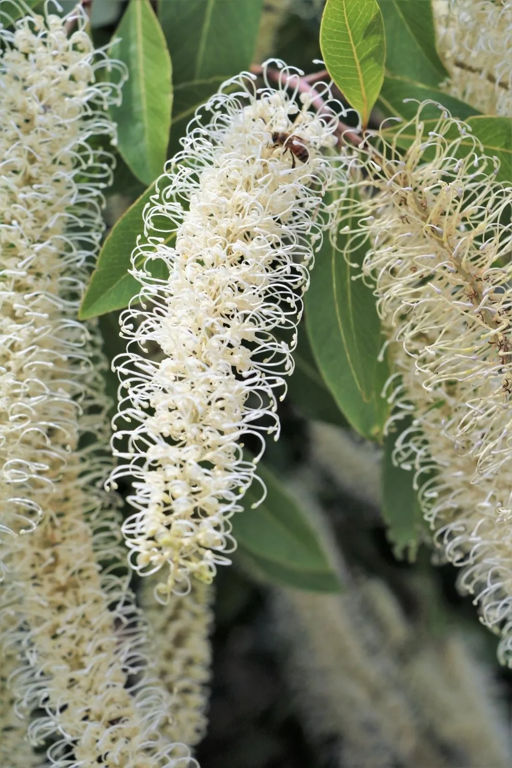 ivory curl tree (Buckinghamia celsissima)