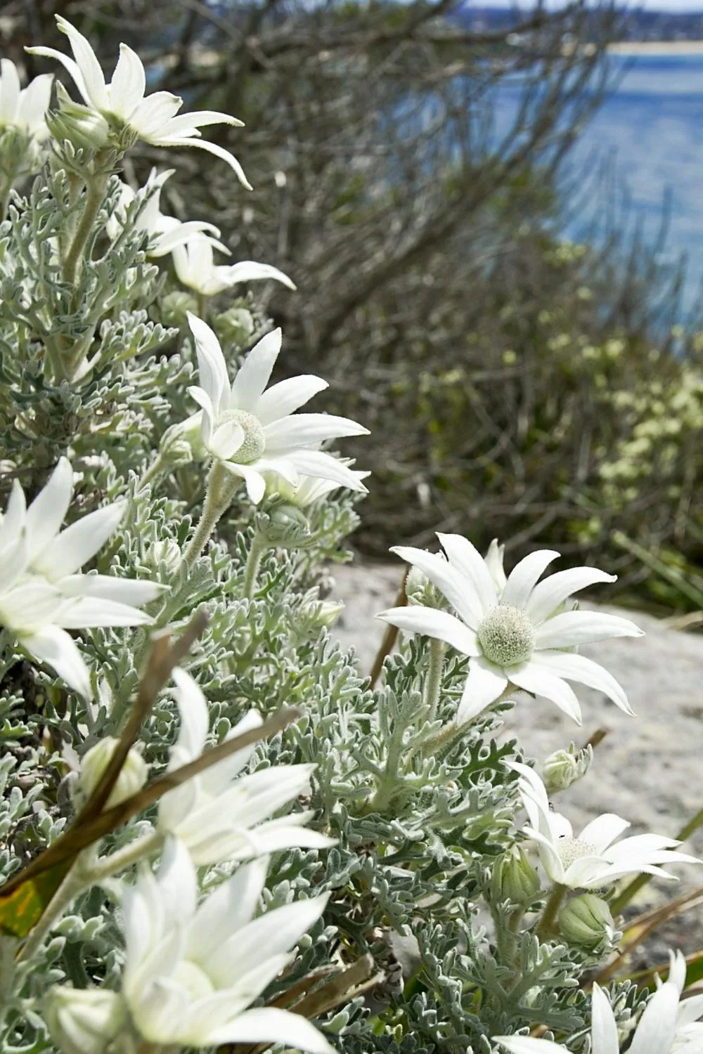 Flannel flower (Actinotus helianthi)