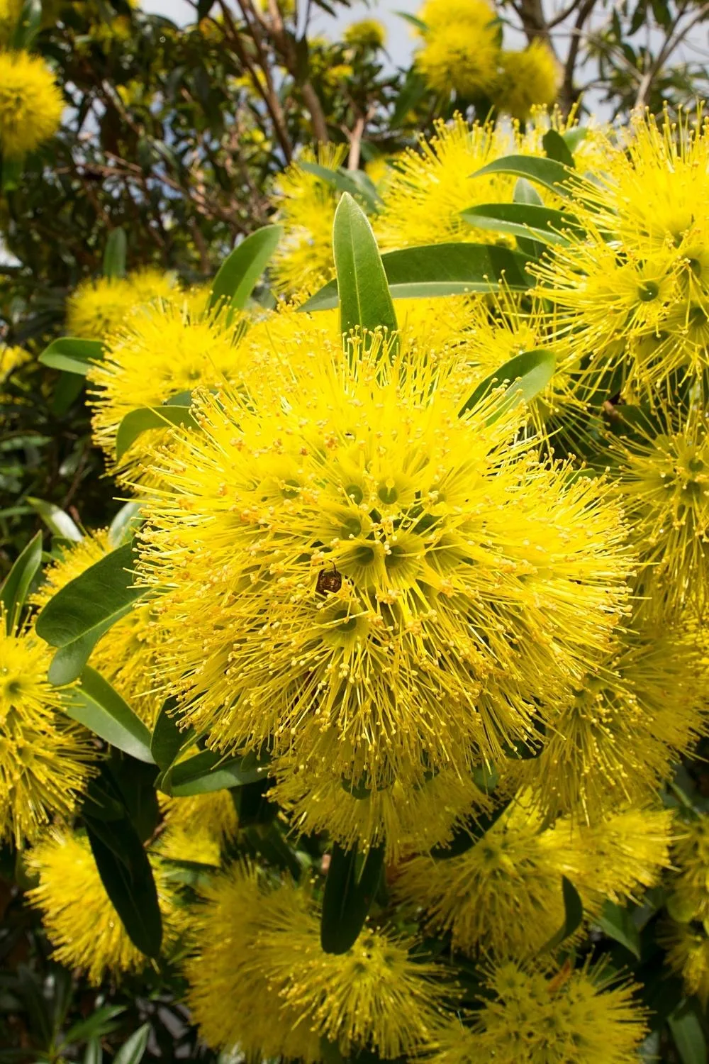 golden penda tree (Xanthostemon chrysanthus)
