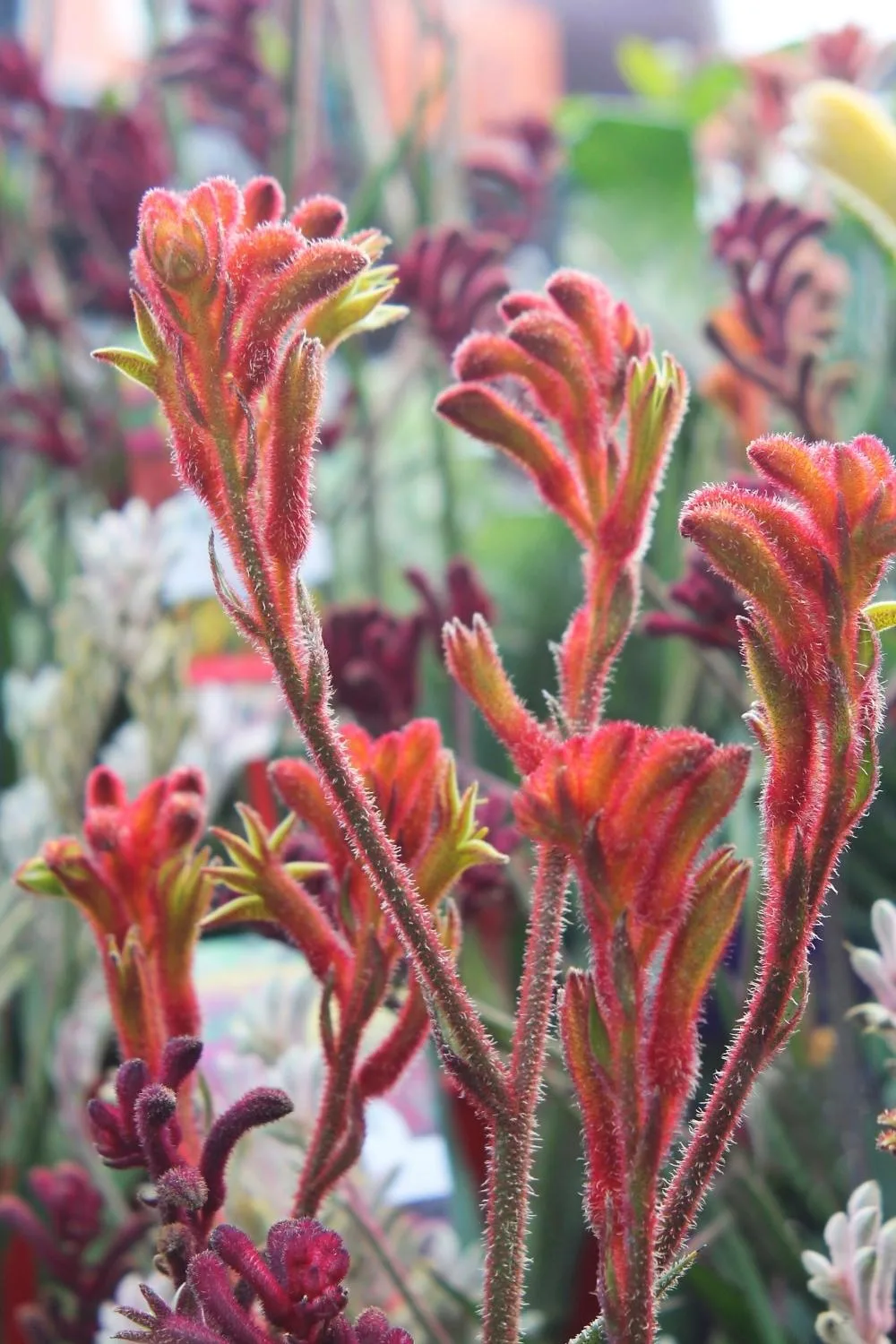 kangaroo paw