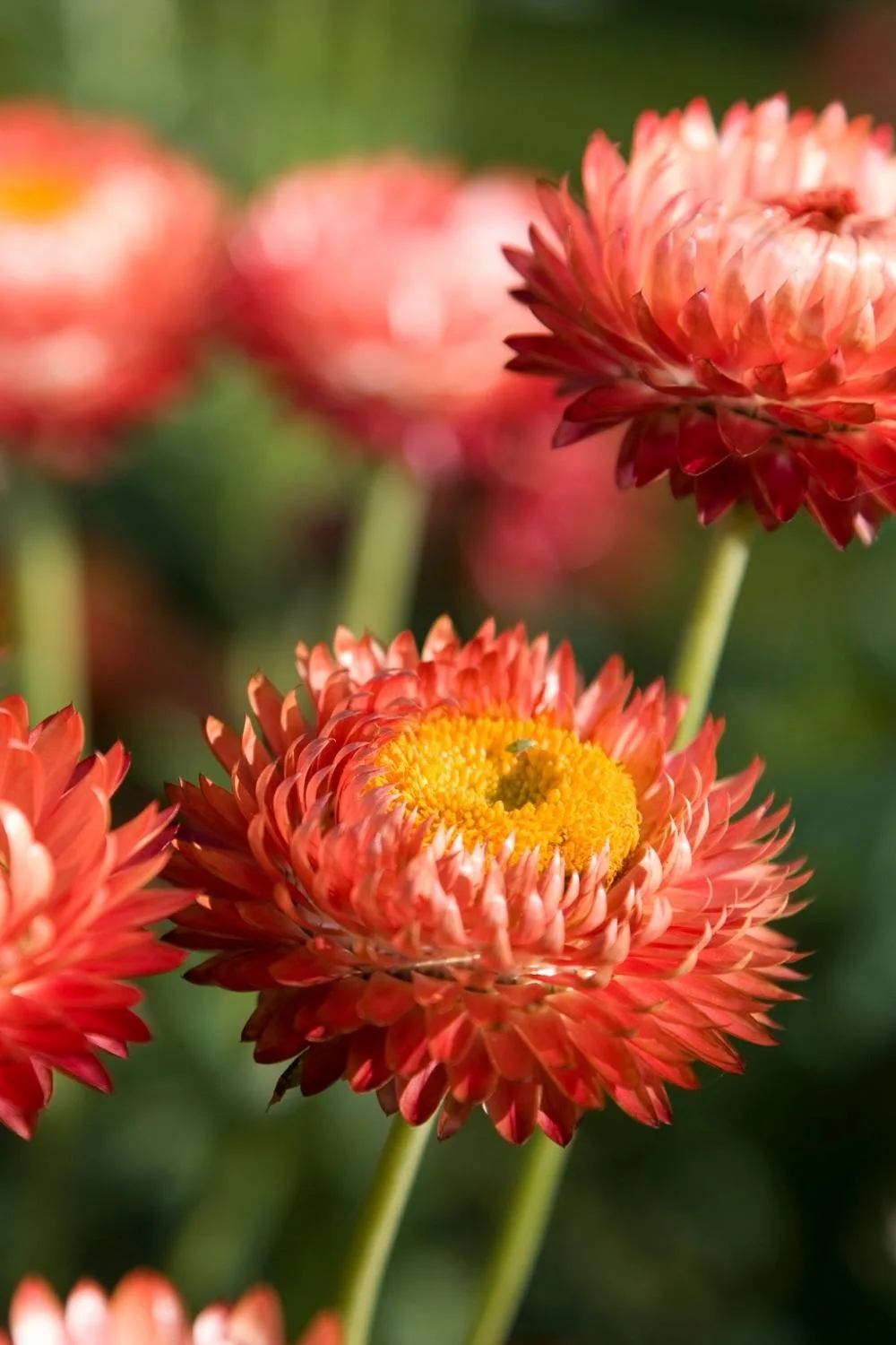 Bracteantha bracteata