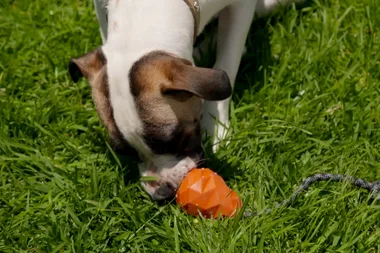 Dr Harry helps a dog who’s scared of a lead