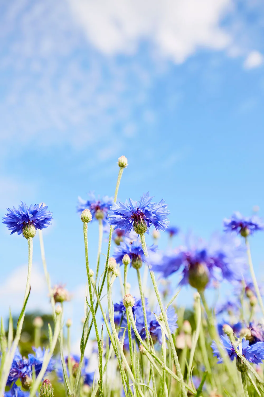 Cornflowers