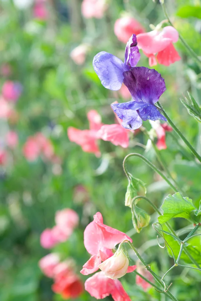 Sweet peas