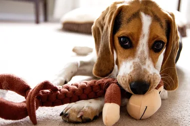 The best dog toys that are guaranteed to keep your dog busy