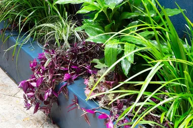 Plants that like wet feet