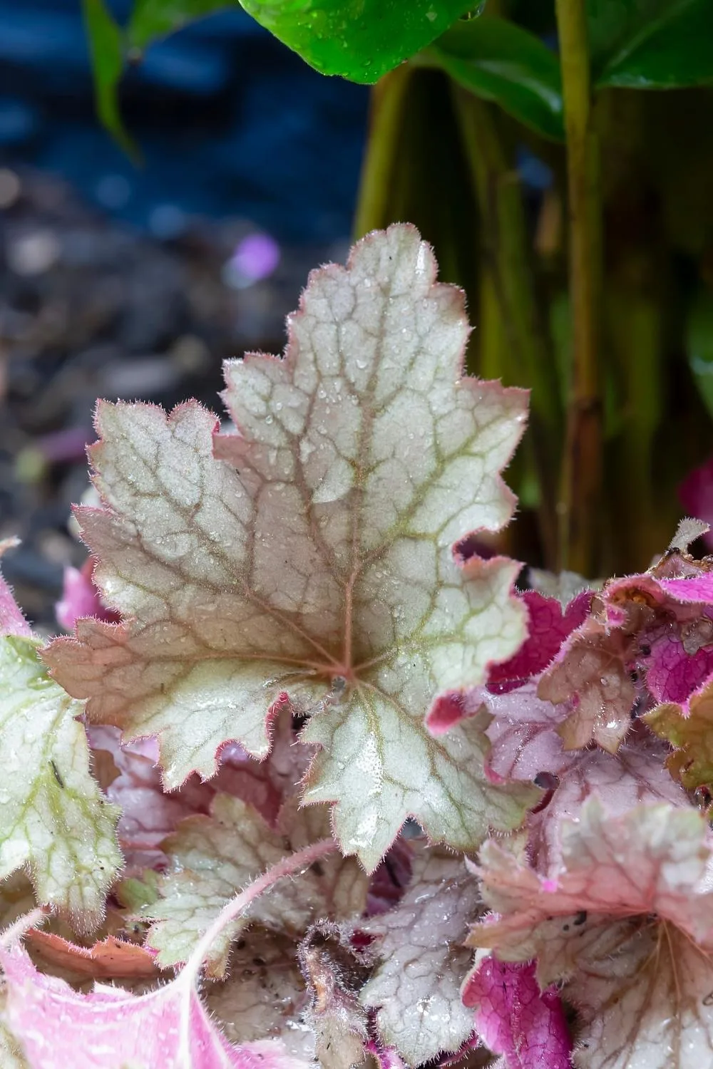 Heuchera’s colours and patterns are myriad.