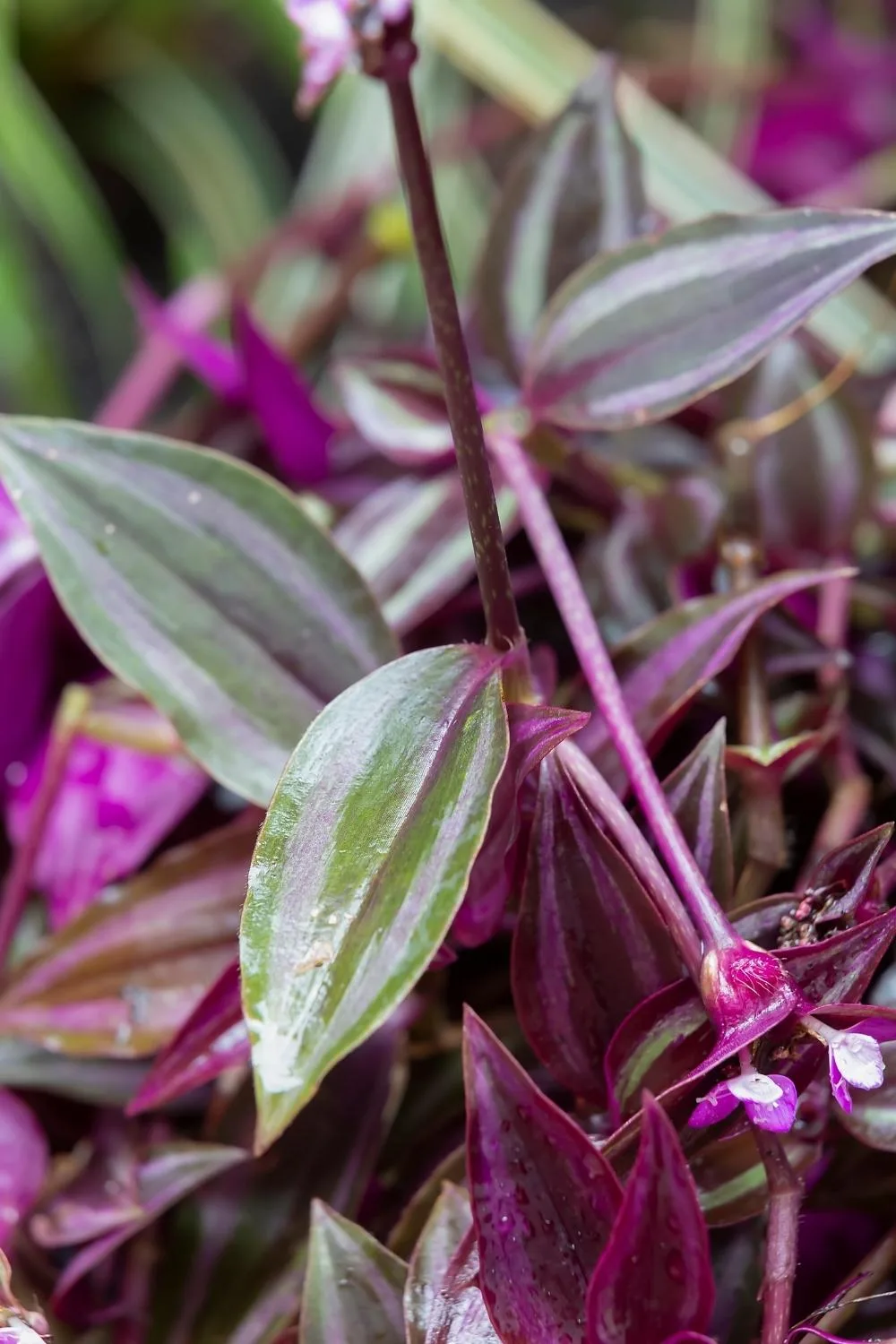 Zebra tradescantia is  a prolific grower.