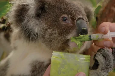 Dr Harry visits Port Stephens Koala Hospital