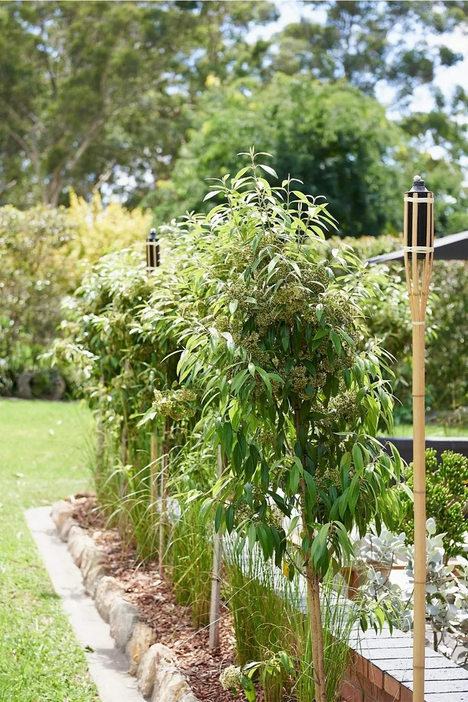 5 cITRUS DELIGHT A row