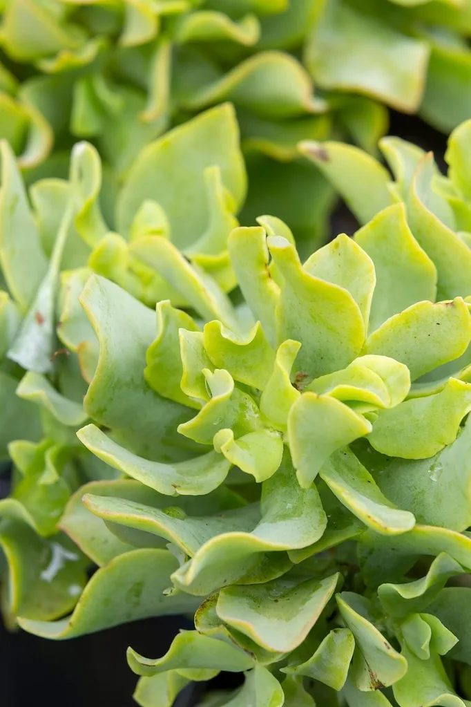 Make waves with Crassula undulata.