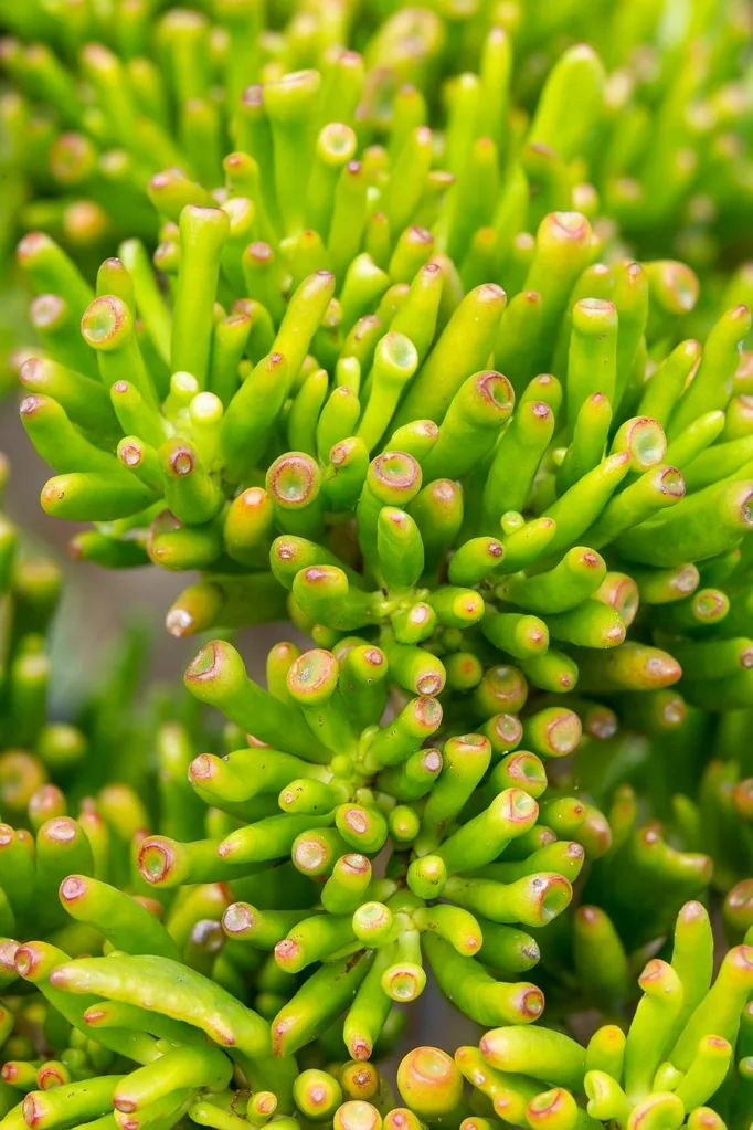 Crassula ‘Gollum’ – so precious!
