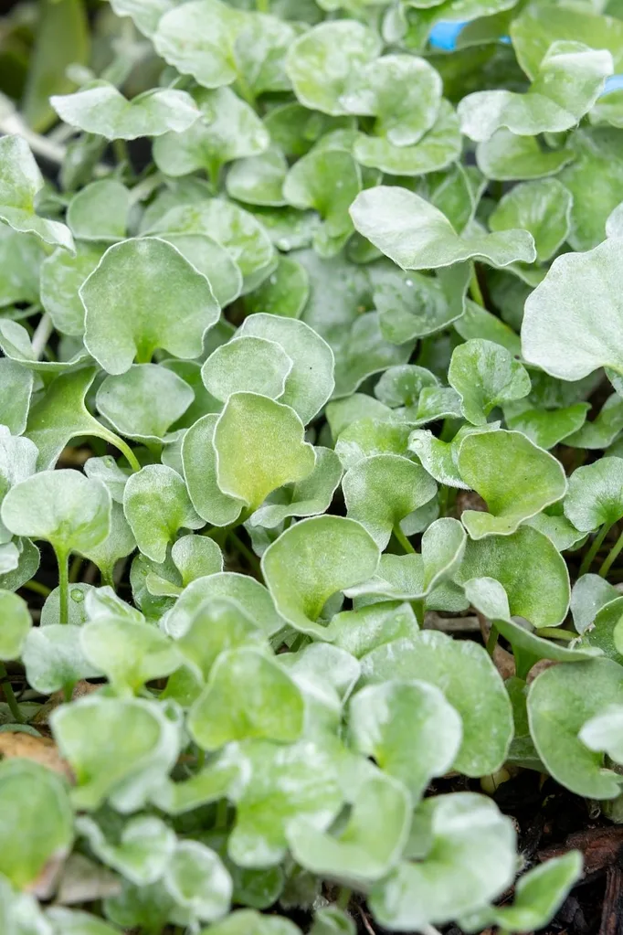 podium finish Dichondra ‘Silver Falls’ is a winner.