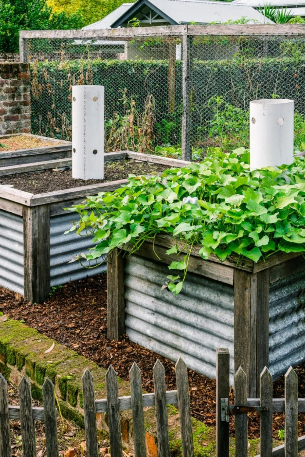 corrugated iron garden beds