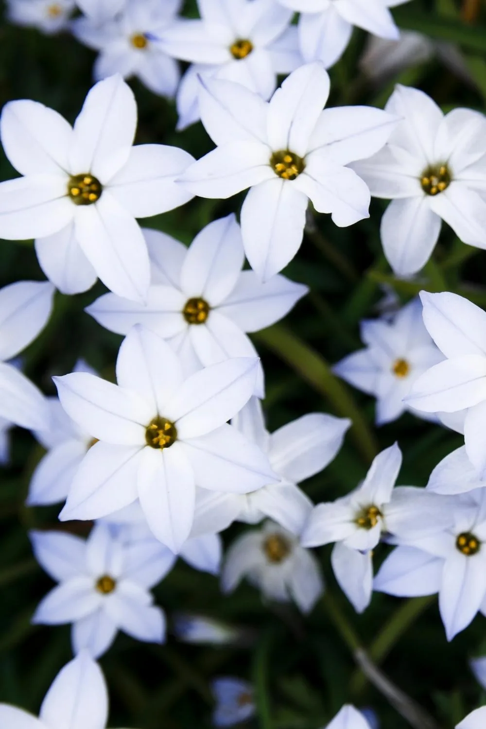 Spring Starflowers