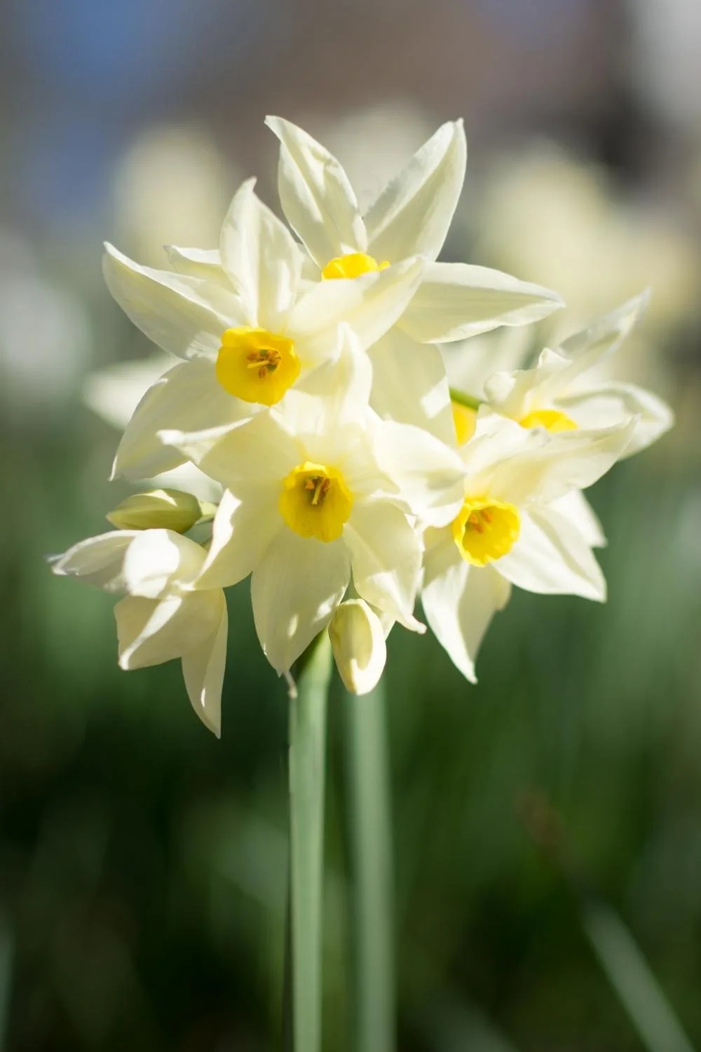 Jonquils