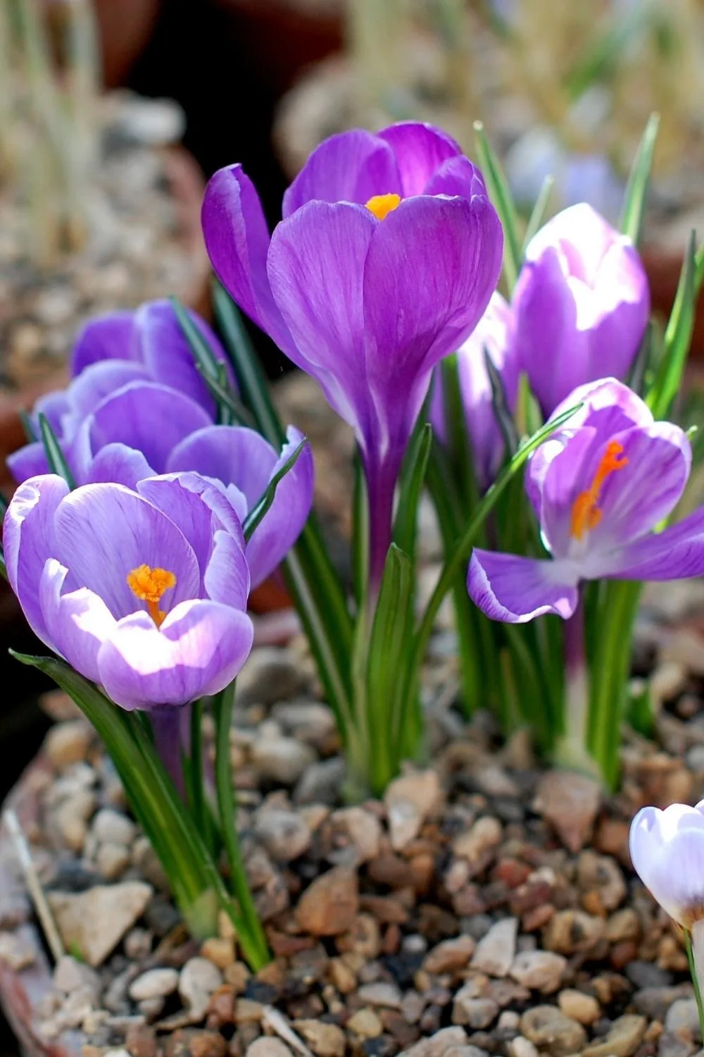 crocus