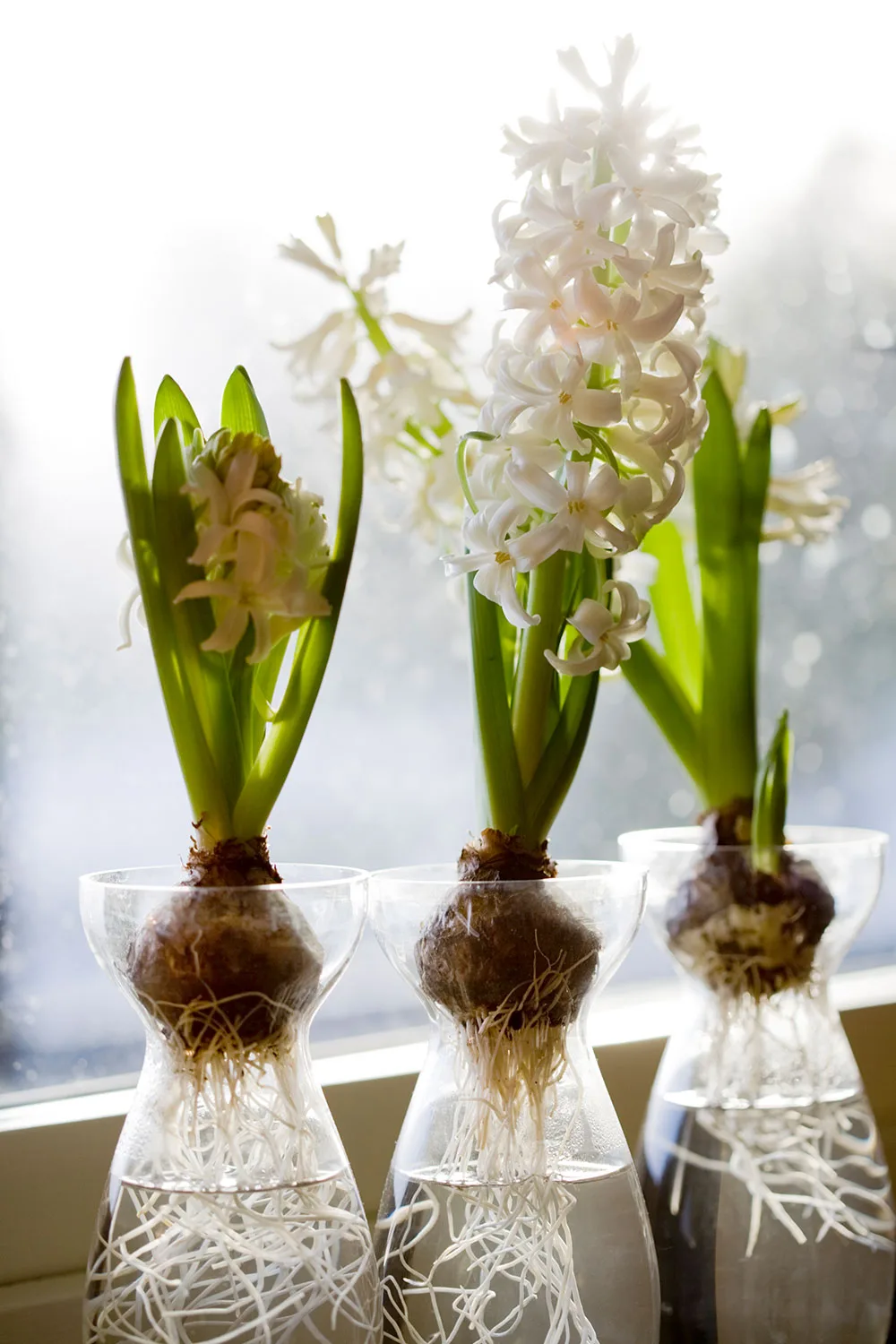 Hyacinths growing in water