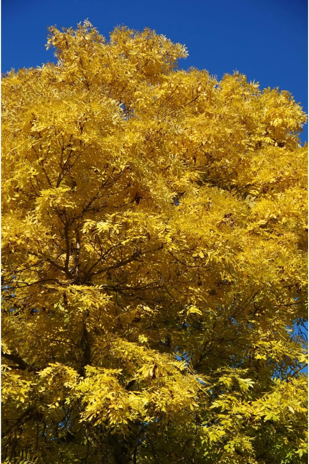 golden ash