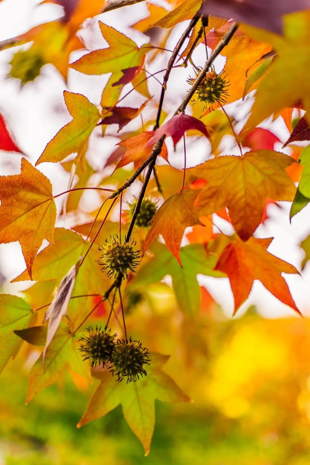 Liquidambar