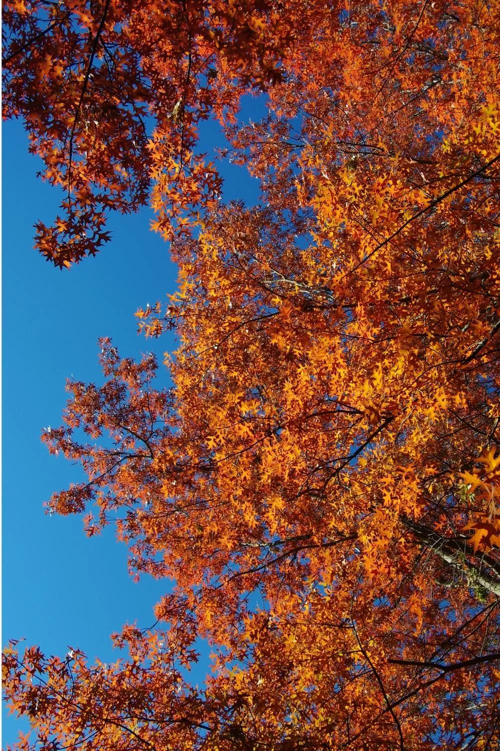 Pin oak Quercus palustris atumn