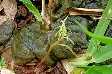 What is plant snot?
