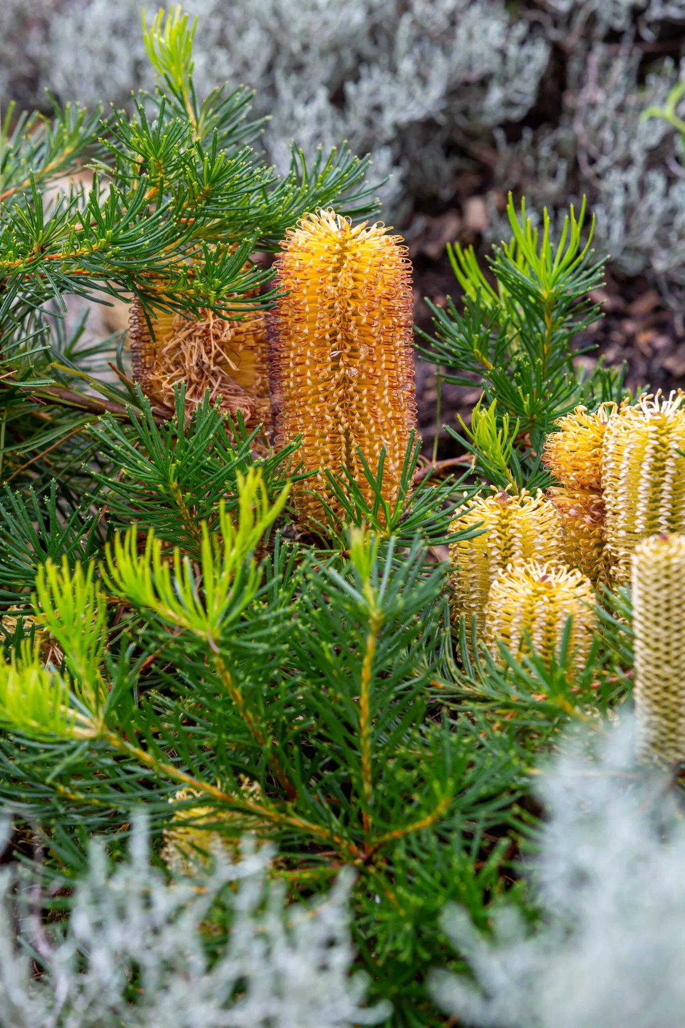 How to create your own native cottage garden