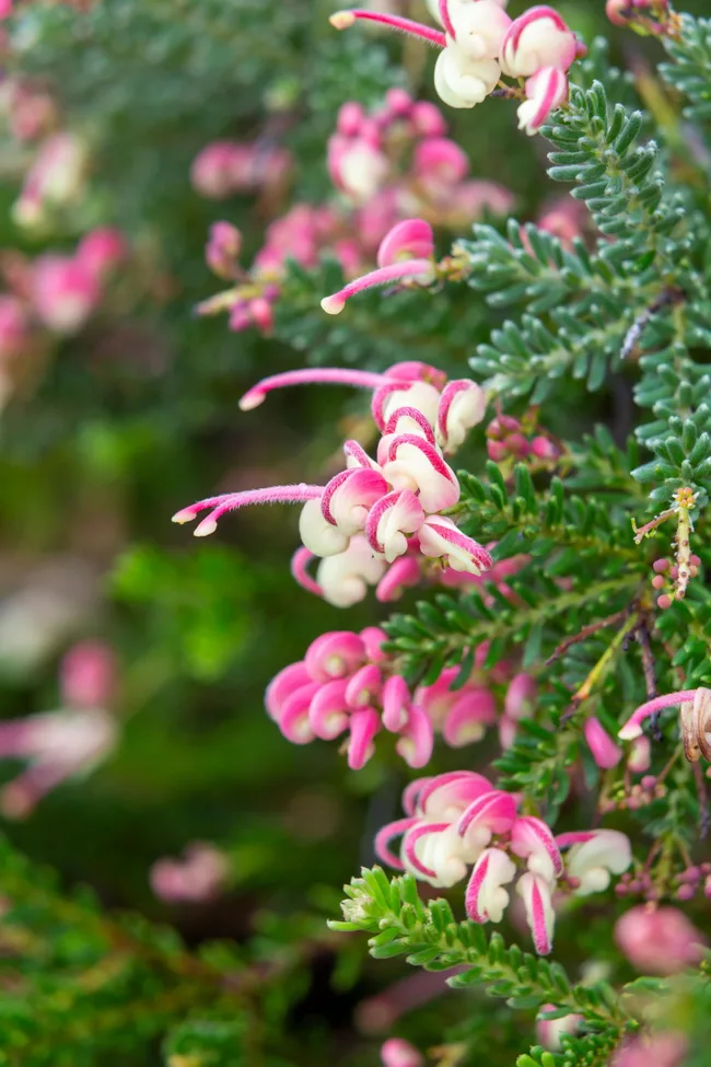 Grevillea rosmarinifolia