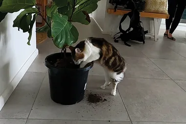 How to stop your cat pooping in pot plants