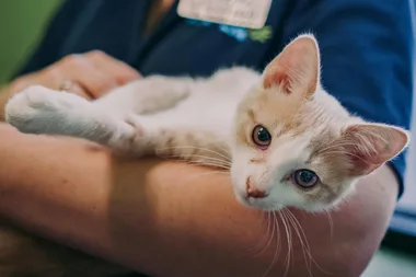 18,000 vulnerable, fragile and homeless kittens need your help