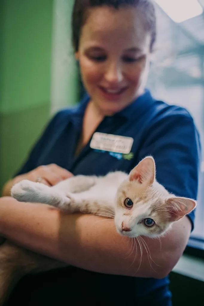 rspca cat