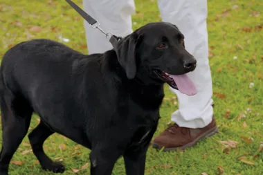 How to stop your dog tugging on their lead