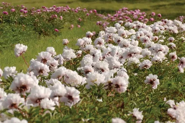 Melissa visits Spring Hill Peony Farm