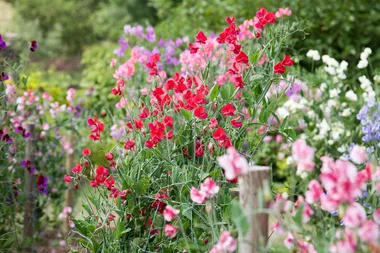 What to plant in April